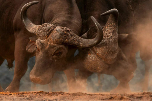 پیشنهادهای شگفتانگیز